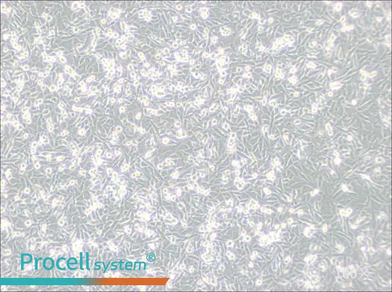 PaTu 8988t Cell Complete Medium - 3
