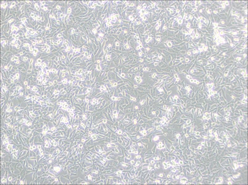 PaTu 8988t Cell Complete Medium - 2