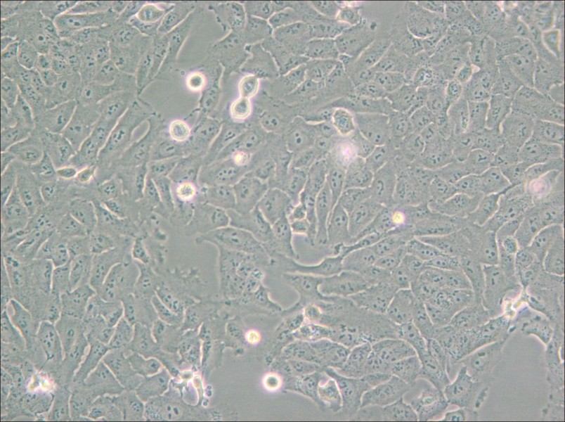 KHOS-240S Cell Complete Medium - small - 4