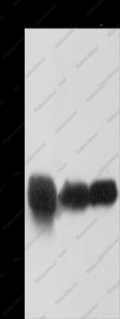 Crystallin-alpha B Polyclonal Antibody - 1