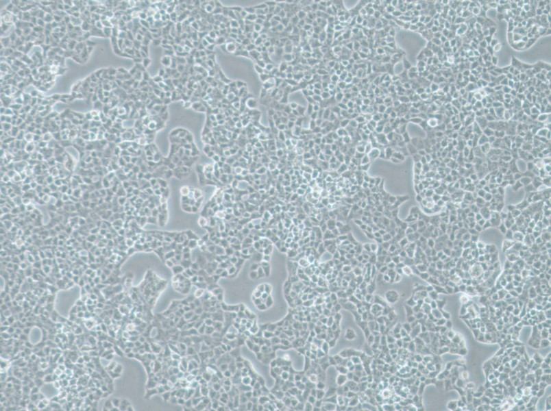 RPMI-2650 Cell Complete Medium - 2