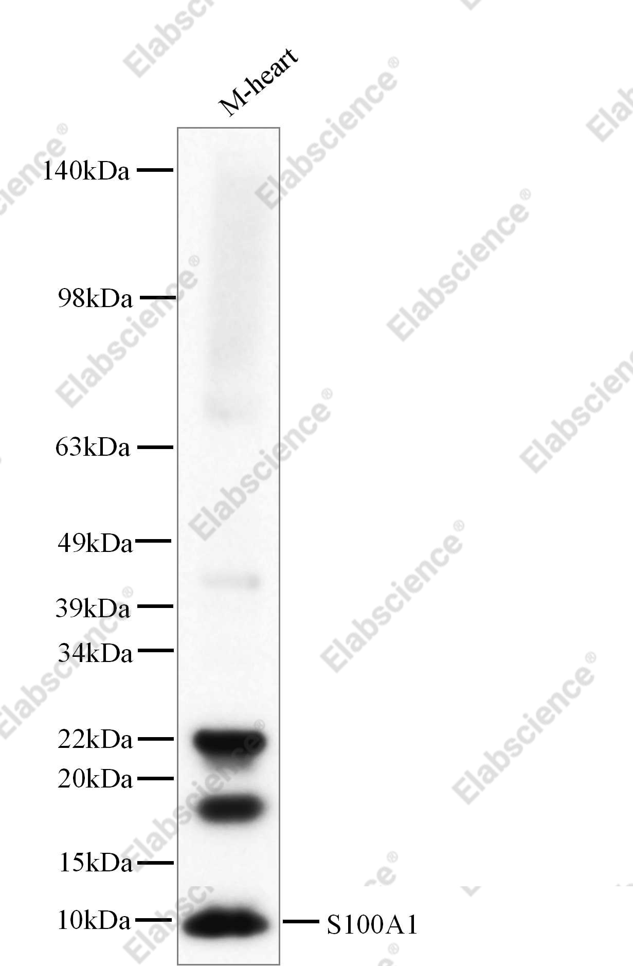 Recombinant S100A1 Monoclonal Antibody - 1