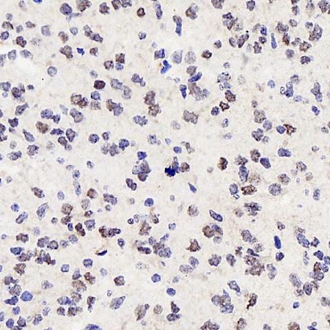 Immunohistochemistry analysis of paraffin-embedded fetal rat brain  using SOX-2 Polyclonal Antibody at dilution of 1:300.