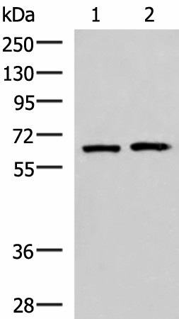 Western blot analysis of 293T and Jurkat cell lysates  using GPKOW Polyclonal Antibody at dilution of 1:2000