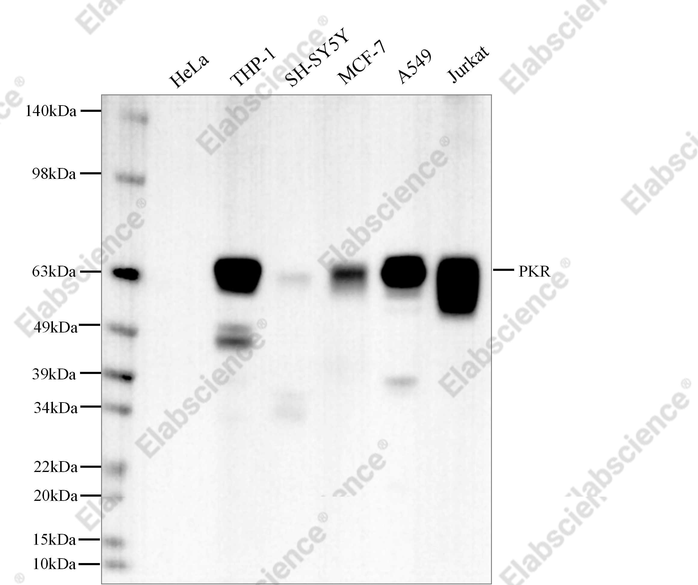 Recombinant PKR Monoclonal Antibody - 1