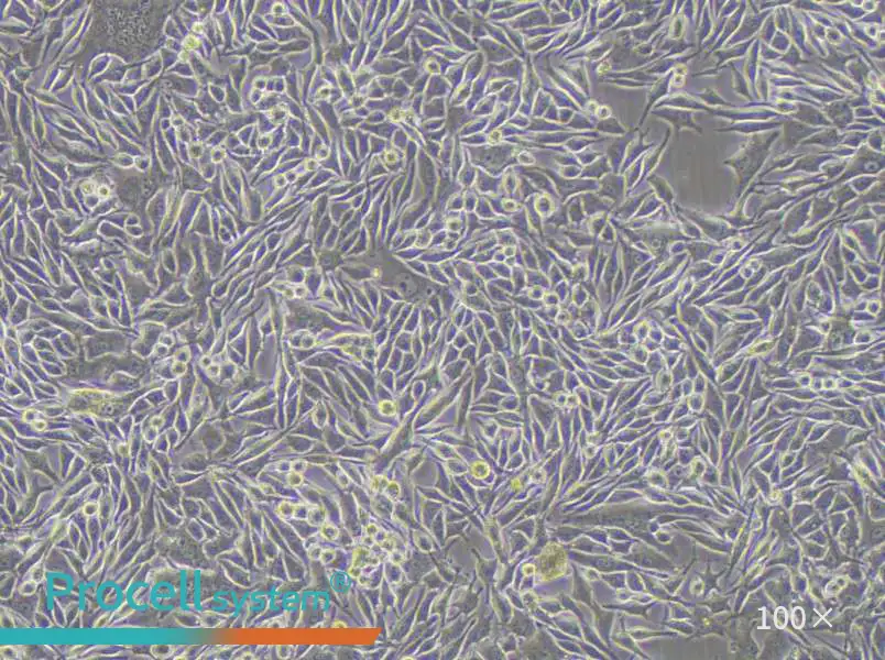 MP41 Cell Complete MediumMP41 Cell Complete Medium - 3