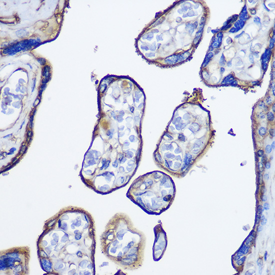 Immunohistochemistry of paraffin-embedded human placenta using CD73/NT5E Polyclonal Antibody at dilution of 1:100 (40x lens).Perform microwave antigen retrieval with 10 mM PBS buffer pH 7.2 before commencing with IHC staining protocol.