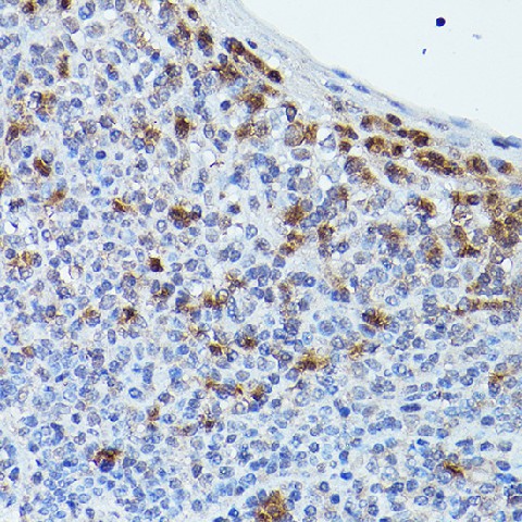 Immunohistochemistry of paraffin-embedded human tonsil using GPR109A/HM74A/HCAR2 Polyclonal Antibody at dilution of 1:20 (40x lens).Perform high pressure antigen retrieval with 10 mM citrate buffer pH 6.0 before commencing with IHC staining protocol.