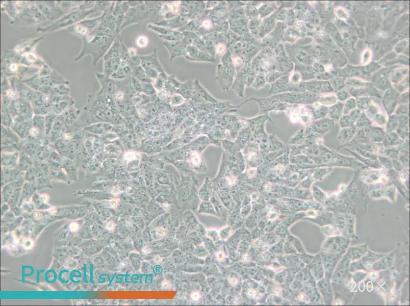 UMR-106 Cell Complete Medium - small - 6