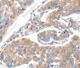 CD297 Polyclonal Antibody - 3