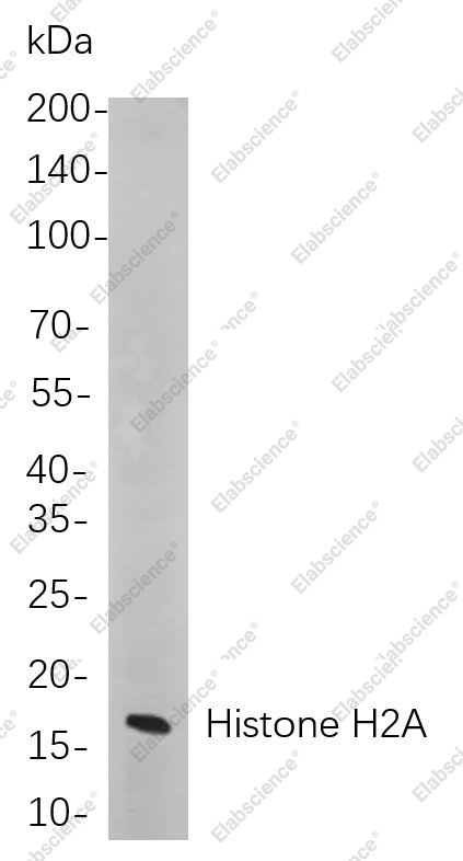 Recombinant Histone H2A Monoclonal Antibody - 1