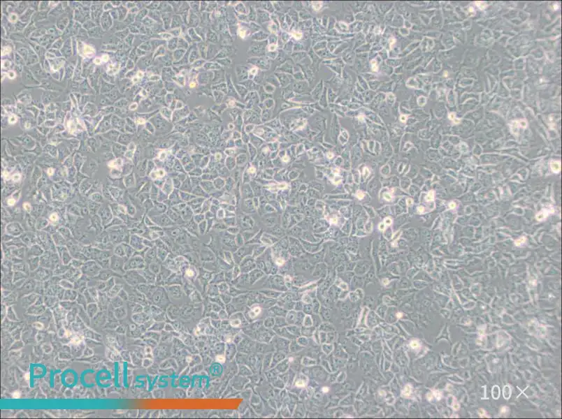 HuTu-80 Cell Complete Medium - 1
