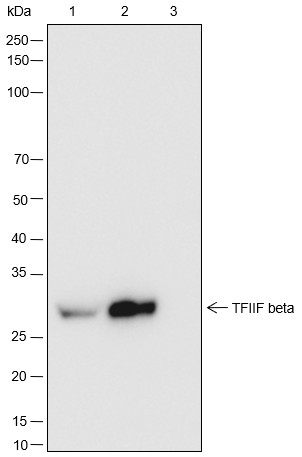 Recombinant TFIIF beta Monoclonal Antibody - small - 4