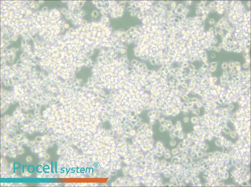 EL-4-B5 Cell Complete Medium - small - 5