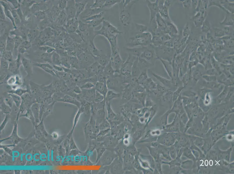 HTR-8-Svneo Cell Complete Medium - small - 5