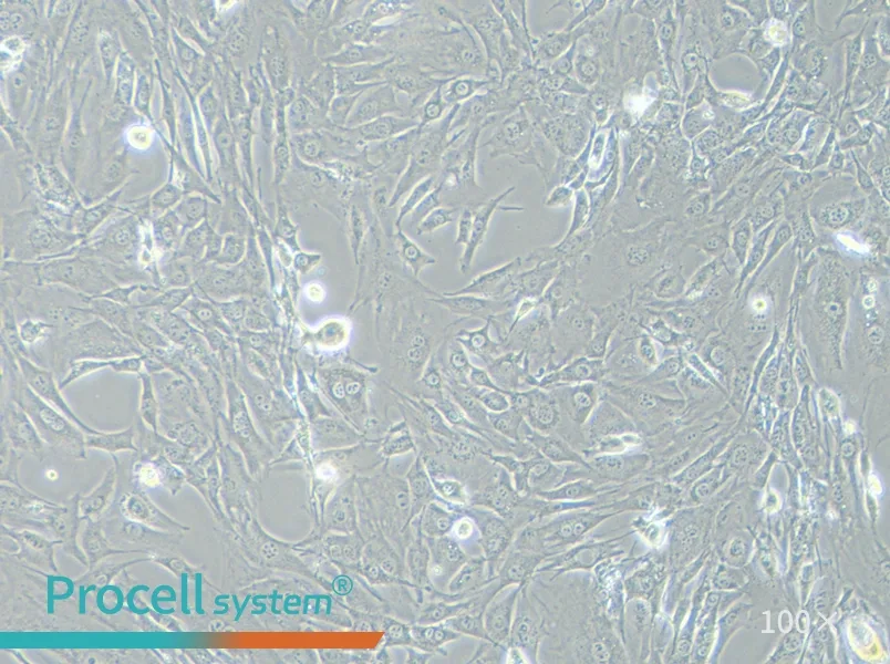 3T3-L1 Cell Complete Medium - 2
