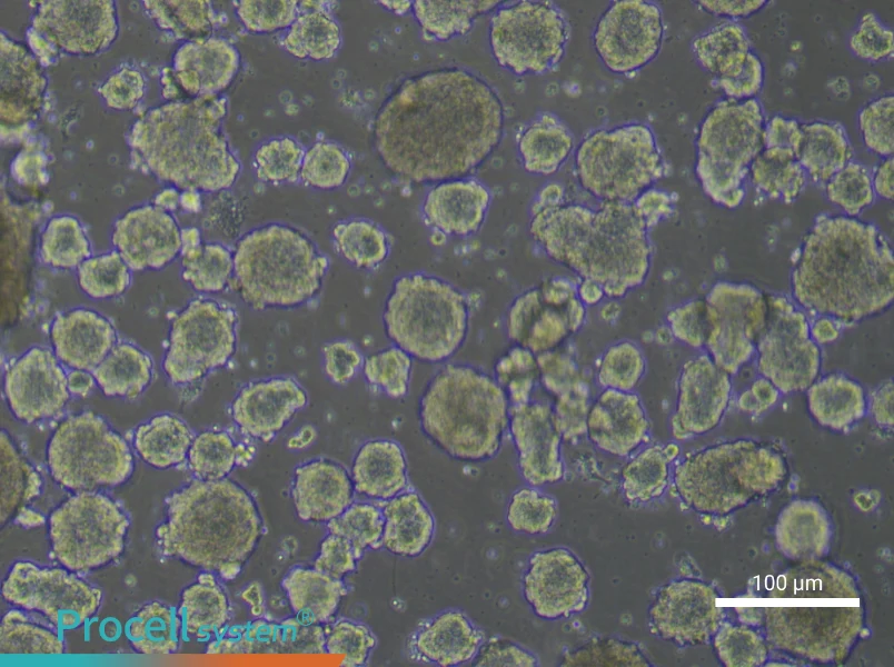 Mouse Enteric Neural Crest-Derived Stem Cell Complete Medium - 1