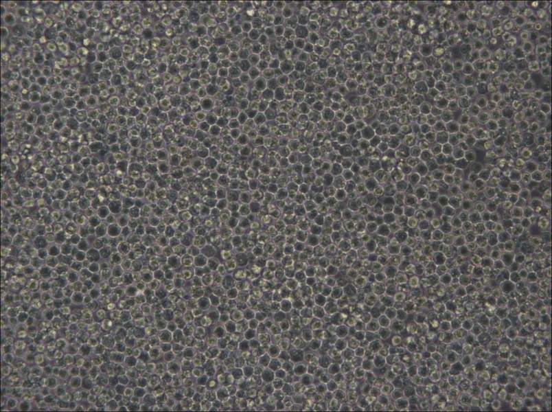 MOLM-13 Cell Complete Medium - small - 4