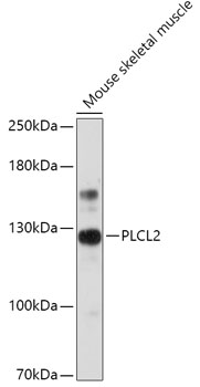 Western blot analysis of extracts of Mouse skeletal muscle using PLCL2 Polyclonal Antibody at 1:1000 dilution.