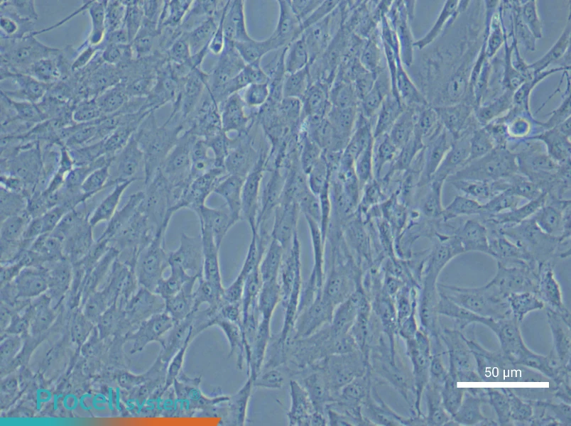 Rat Carotid Artery Vascular Smooth Muscle Cell Complete Medium - 6