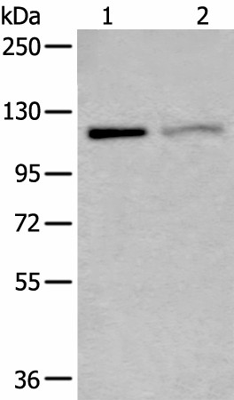 Western blot analysis of K562 and 231 cell lysates  using MCM9 Polyclonal Antibody at dilution of 1:800