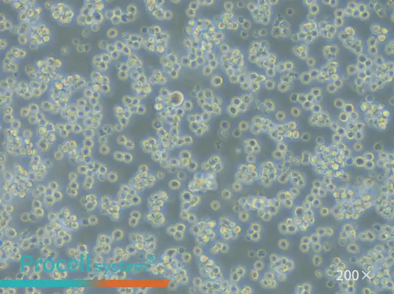 L5178Y TK+/- clone (3.7.2C) Cell Complete Medium - small - 5