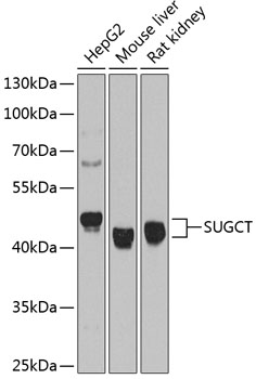 Western blot analysis of extracts of various cell lines using SUGCT Polyclonal Antibody at 1:1000 dilution.