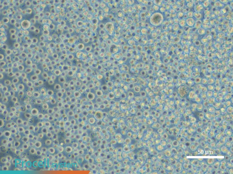 KG-1 Cell Complete MediumKG-1 Cell Complete Medium - 6