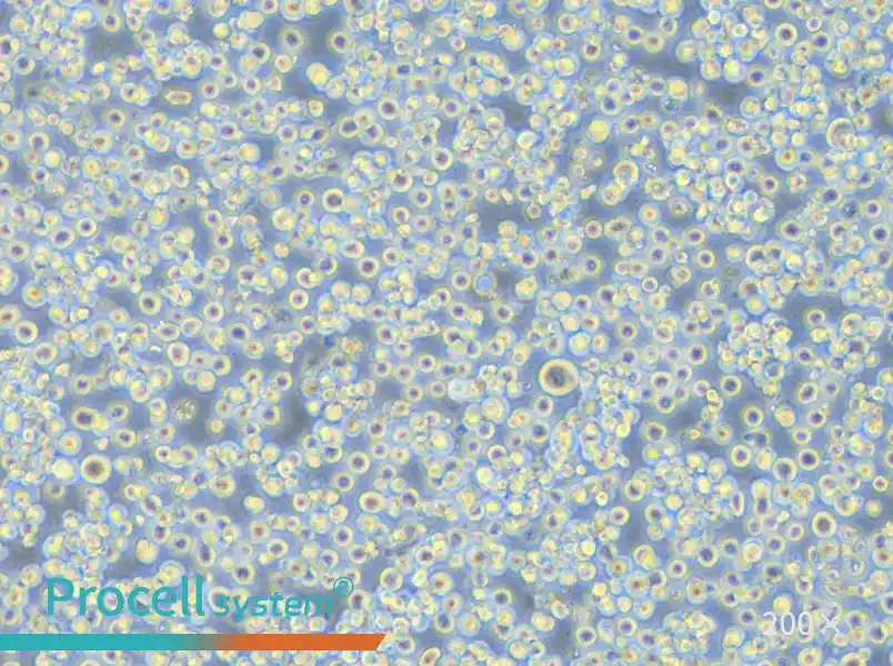 H22 Cell Complete Medium - small - 4