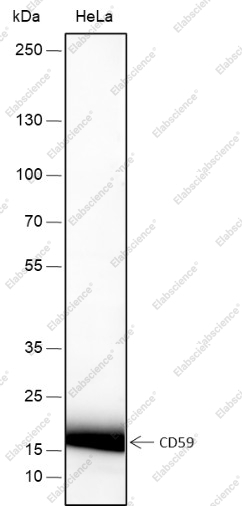 Recombinant CD59 Monoclonal Antibody - 1