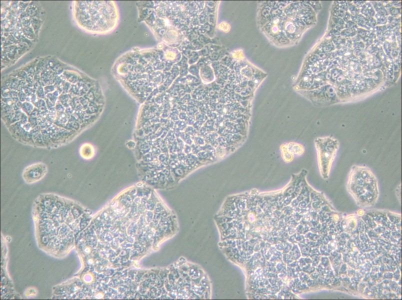 NCI-H1944 Cell Complete Medium - small - 5