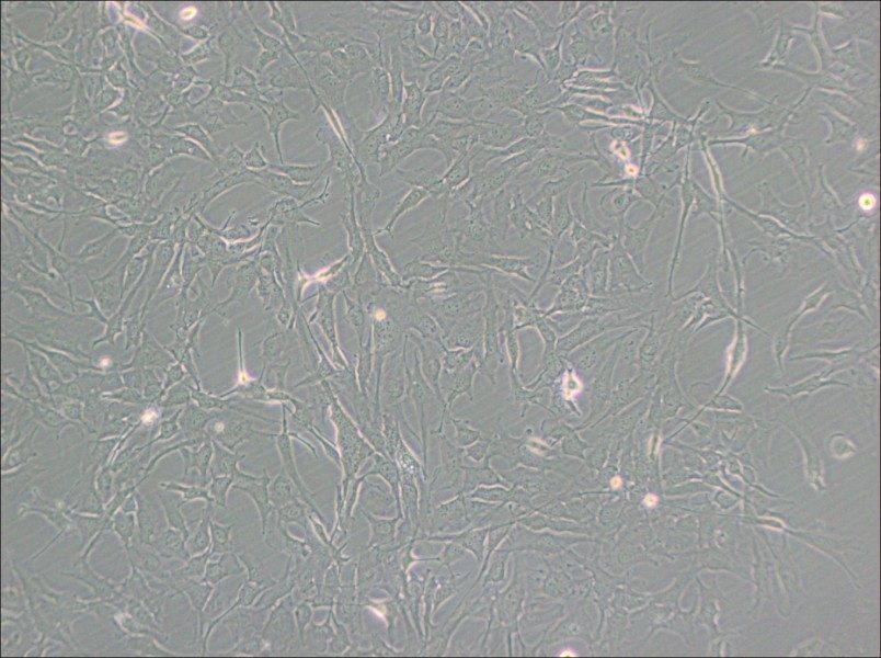 KHM-5M Cell Complete Medium - 2