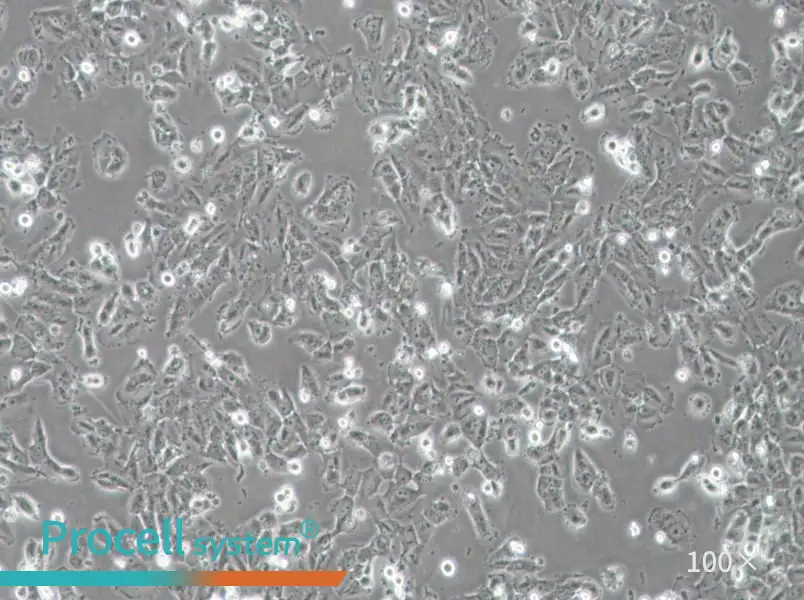 H4 Cell Complete MediumH4 Cell Complete Medium - 2