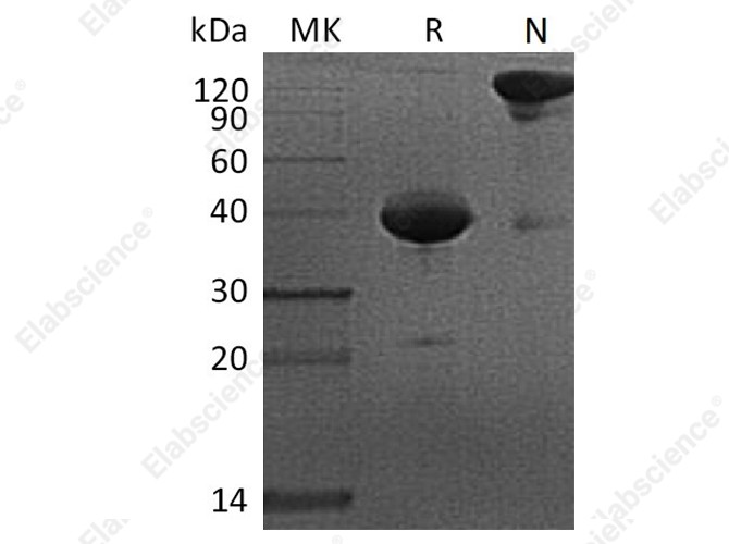 Recombinant Cynomolgus BCMA/TNFRSF17/CD269 Protein (Fc Tag) - 1