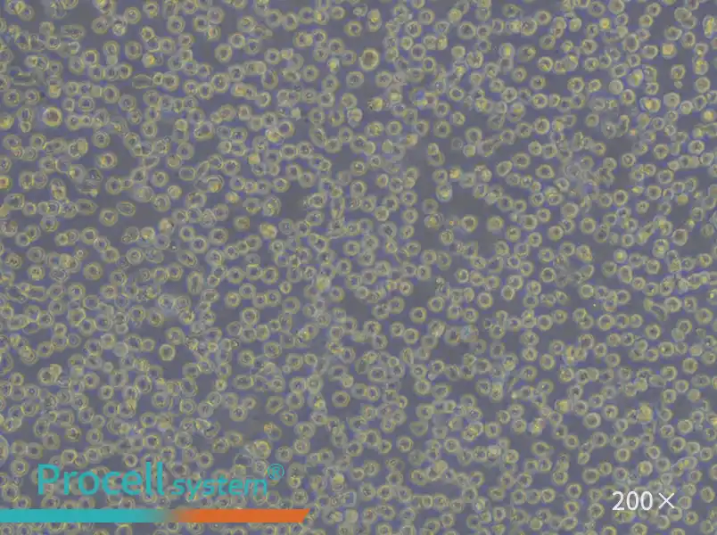 CA46 Cell Complete Medium - 6