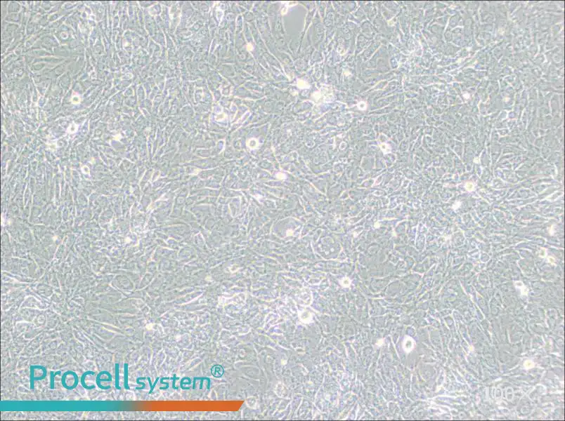 15P-1 Cell Complete Medium15P-1 Cell Complete Medium - 3