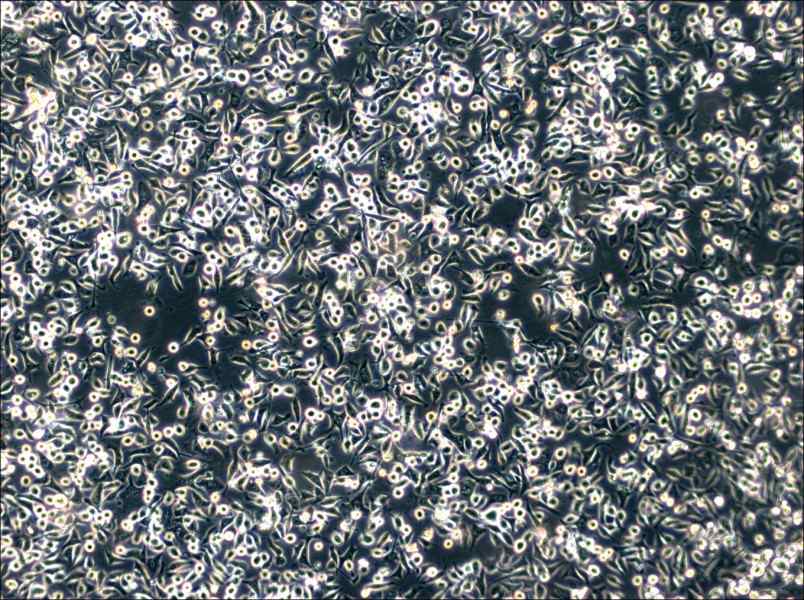 SNU-601 Cell Complete Medium - 3