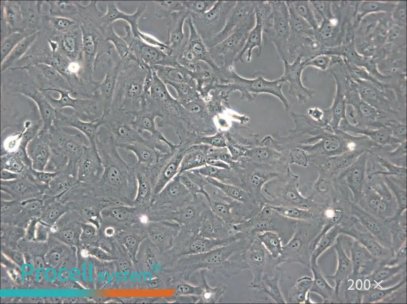 OK Cell Complete Medium - small - 4