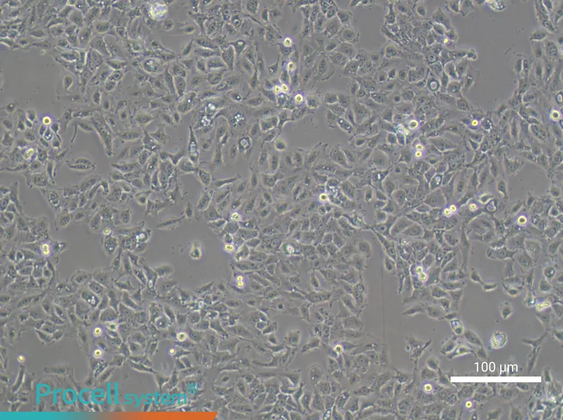 NCI-H292NCI-H292 - 3