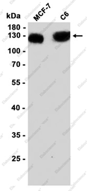 Recombinant Exportin 4 Monoclonal Antibody - 1