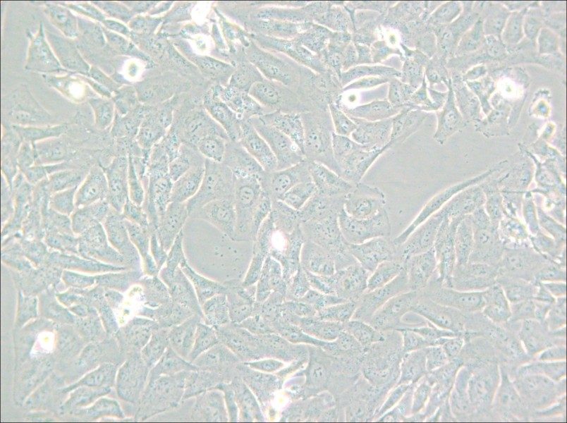 SW872 (L15) Cell Complete Medium - 4