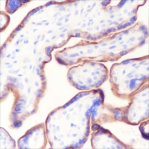 Recombinant CD59 Monoclonal Antibody - 2