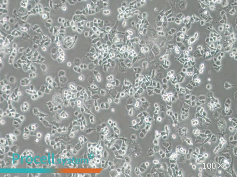 DMS 114 Cell Complete MediumDMS 114 Cell Complete Medium - 2