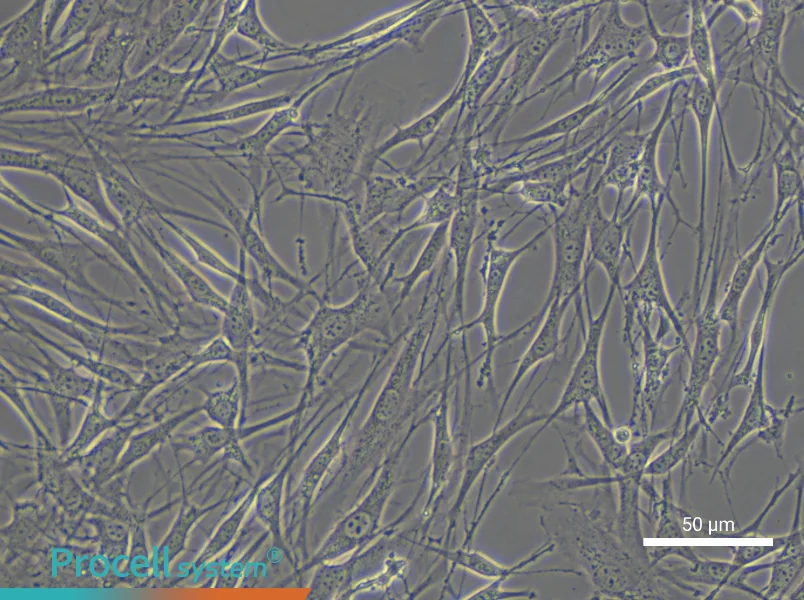 OP9 Cell Complete Medium - small - 5