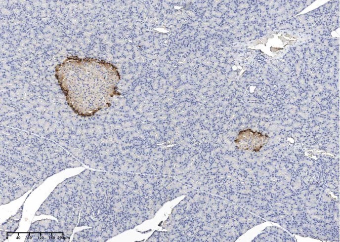 Recombinant GCG/Glucagon Monoclonal Antibody - small - 3