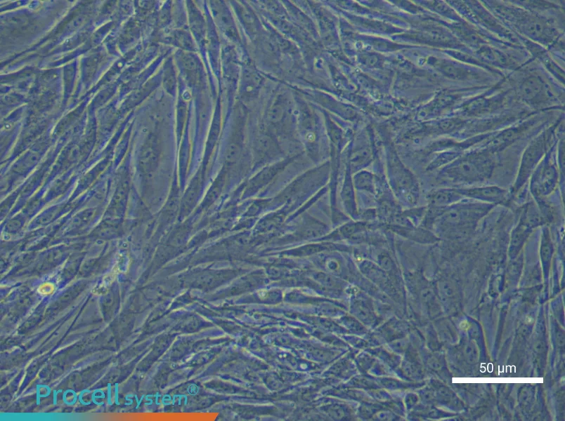 Human Dental Pulp Stem Cell Complete Medium - 4