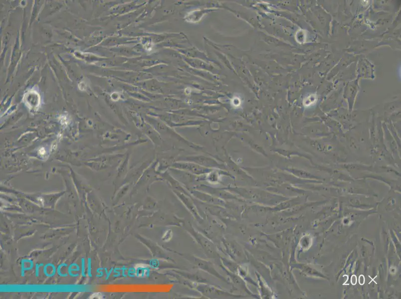 SF126 Cell Complete Medium - 4
