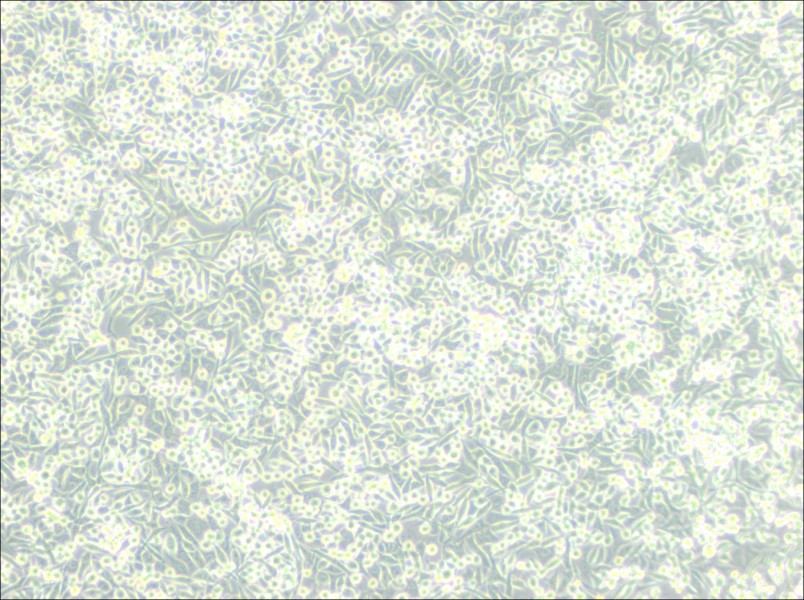 A-204 [A204] Cell Complete Medium-searchlist-1