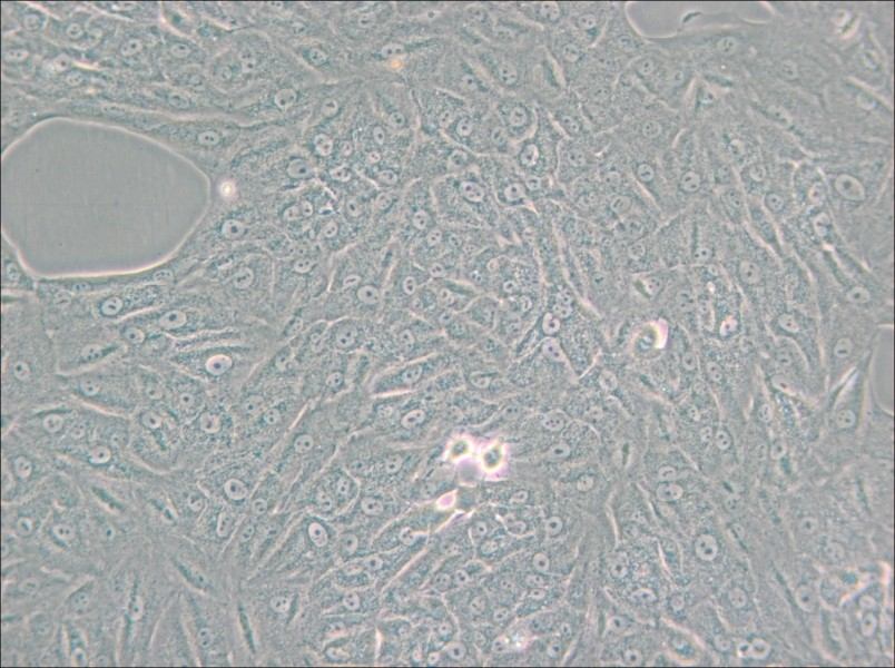 A549-TAX Cell Complete Medium - small - 6