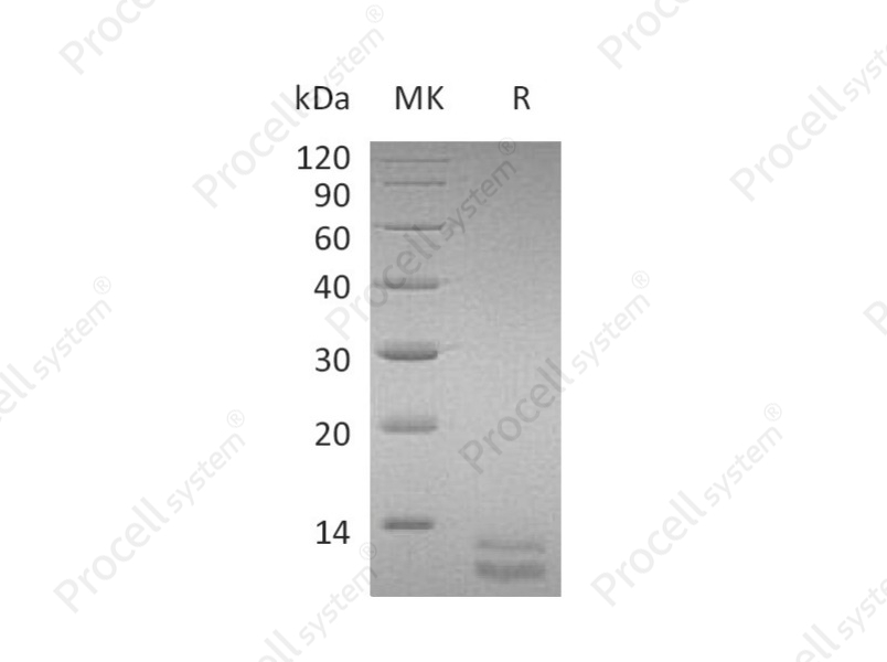 GRO-&alpha;/CXCL1 (C-6His), Mouse, Recombinant